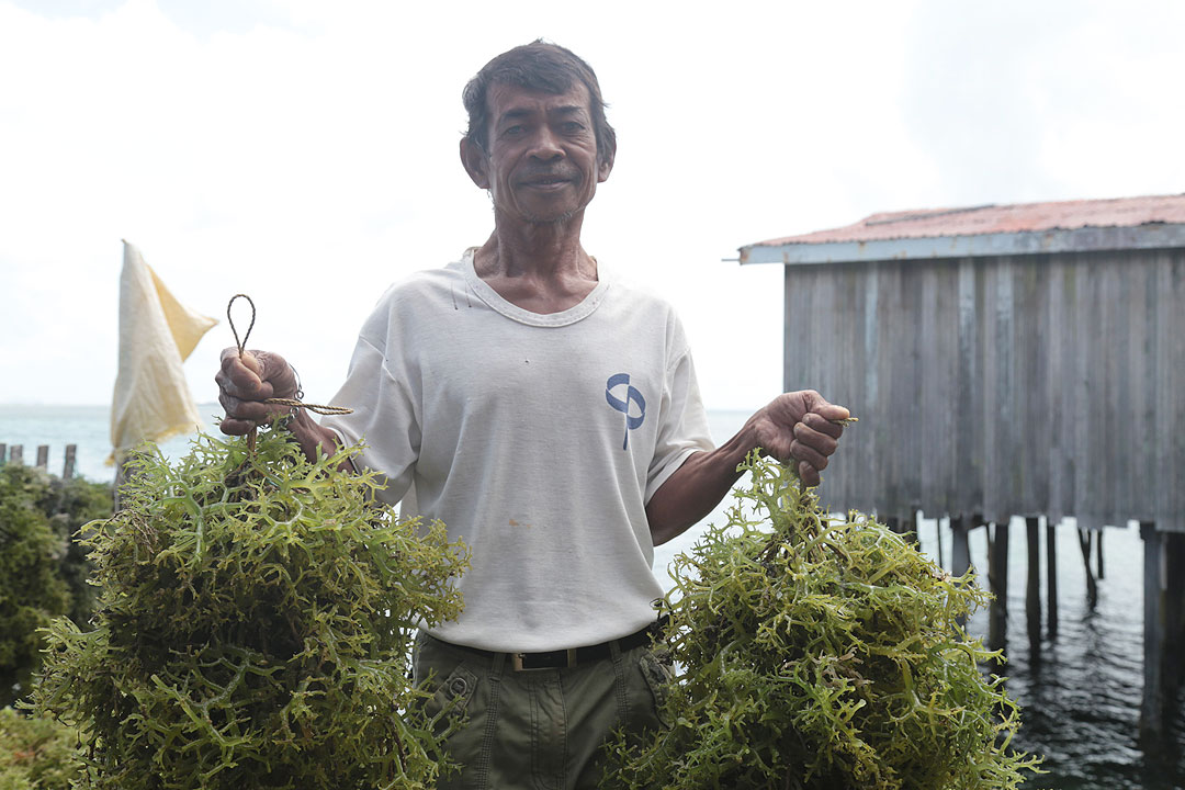 Tawi-Tawi seaweed industry may receive South Korean support