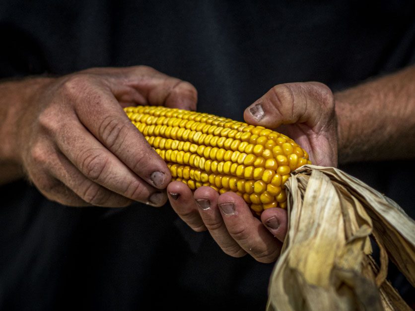 Philippines slashes corn import tariff to counter Ukraine war effects